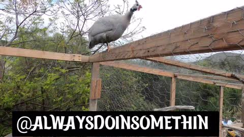 Hangin Out With A Guinea