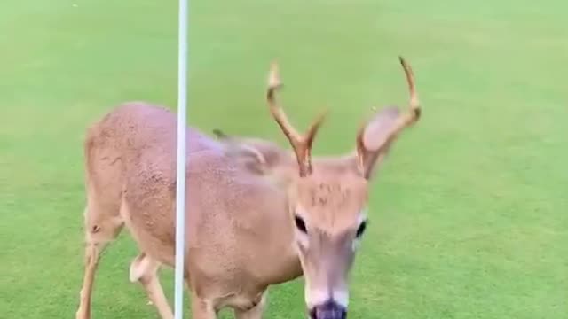 This cute and little deer wants to play golf