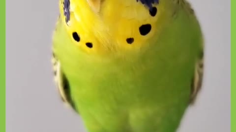 cute budgie making happy sound