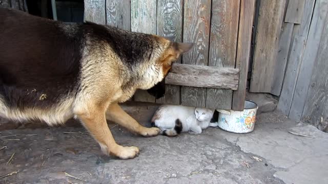 The cat is trapped.