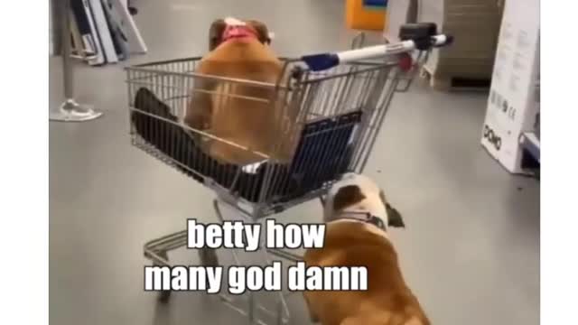 Funny & cute dogs talking
