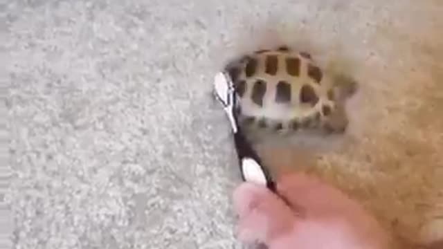 Dancing turtle