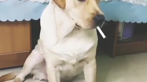Dog style