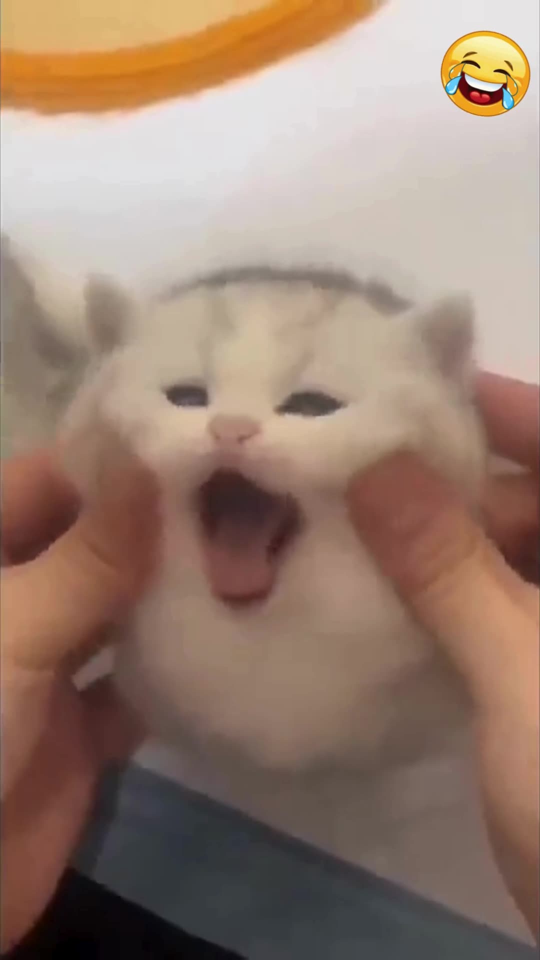 😹 Compilação de animais hilariantes