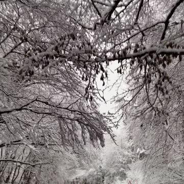 Video of a Road and Trees