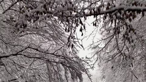 Video of a Road and Trees