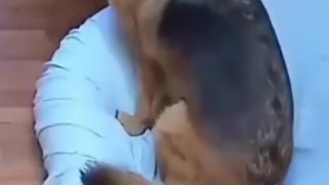 THE FUNNIEST ANIMALS