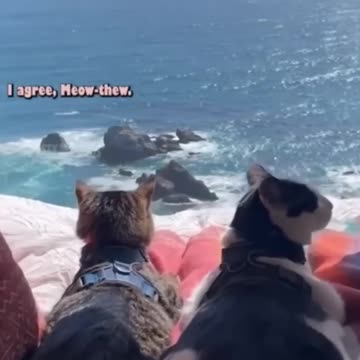 Rich cat vs Poor cat....!!!!