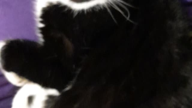 Big kitty loves attention