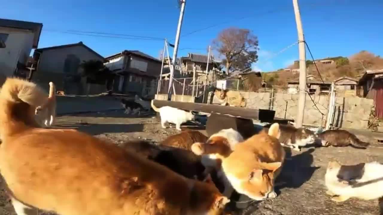 Cute Cats Gathering Island