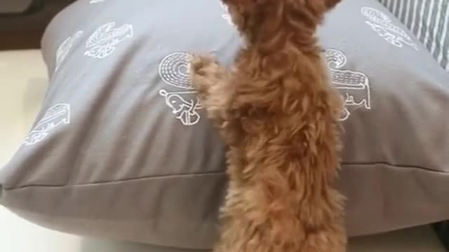 Cachorro intenta trepar una almohada. ¡Falla adorablemente!