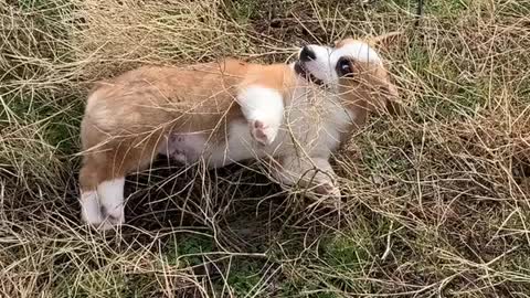 Baby Loki in the Sagebrush