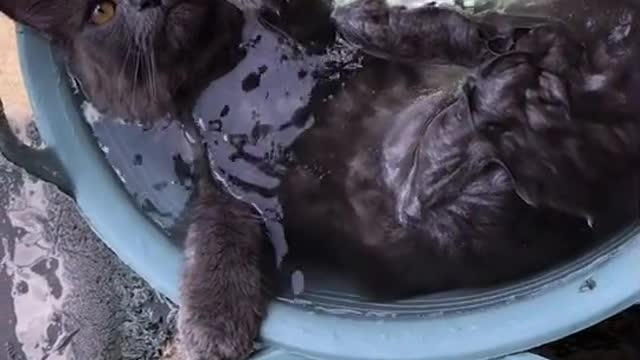 black cat enjoying bath