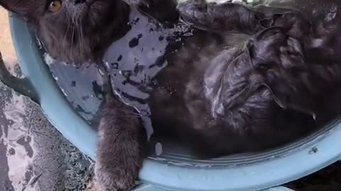 black cat enjoying bath