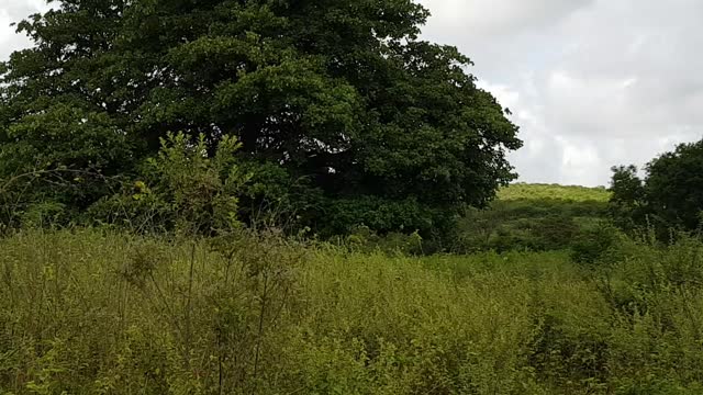 Caatinga