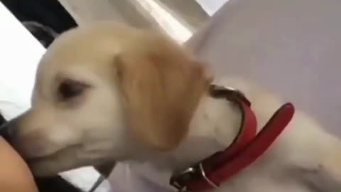 Cute Puppy - Cute Dogs #dogs #funny #cats #shorts