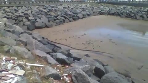 Mostrando as pedras da praia bem na beira, há carros na pista [Nature & Animals]