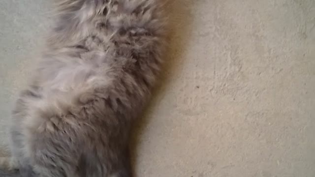 Cat making art with its very beautiful body