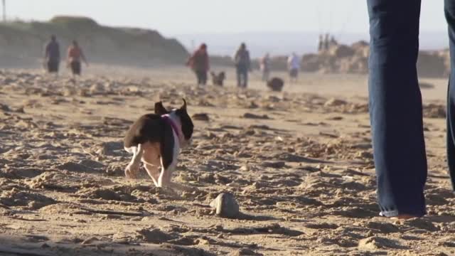 Boston Terrier puppy running around peoples feet walking on the beach, Eastern Cape South Africa