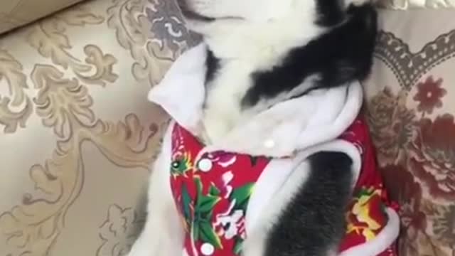 Funny Dog Sleeping Very Funny Sound#Shorts#vairalvideo