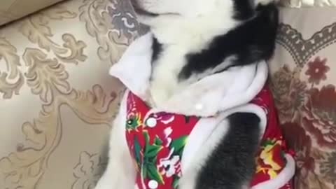Funny Dog Sleeping Very Funny Sound#Shorts#vairalvideo