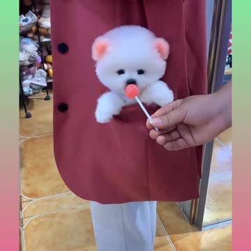 Cute dog baby funny Dogs, funny animals commed,dofa fun,dog comedy scenes 🤣