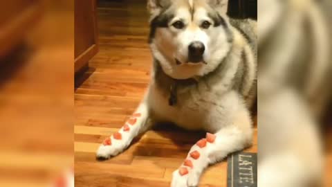 Husky's saliva keeps flowing, wait until the owner allows it to eat