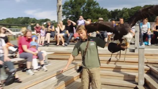 How to train an Eagle - Trailer