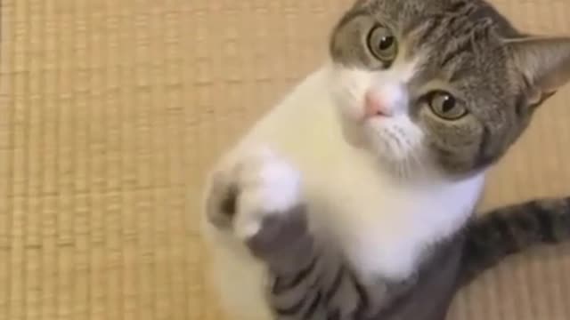 Funny cat dancing amazing video / cute cat 🤑🤑