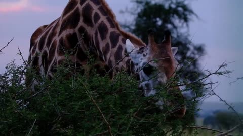 Beautiful giraffe, one of the longest mammals in the world