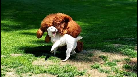 [jack Russell Terrier Ares] plays with a red setter doodle!