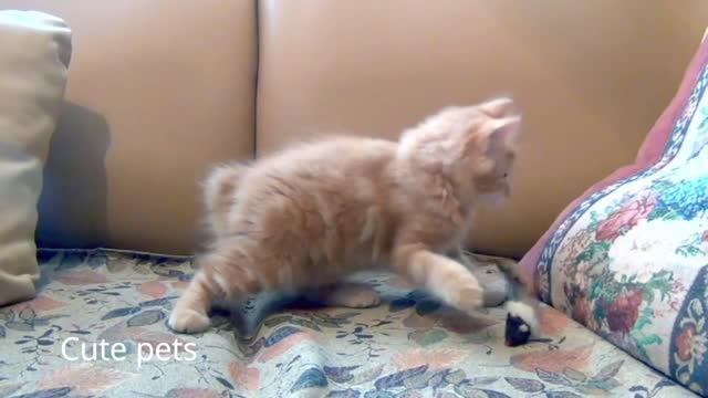 Little Kitten playing, cute pets, cute cat, cute dogs