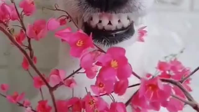 Animals never fail to make us laugh - Super funny animal compilation, 🐶Confuse Behavior
