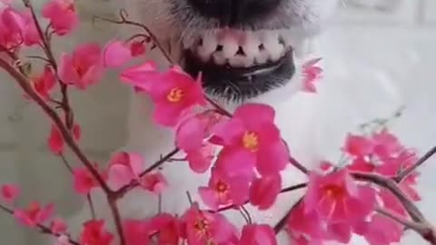 Animals never fail to make us laugh - Super funny animal compilation, 🐶Confuse Behavior