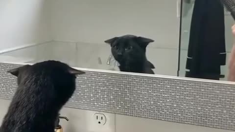 Is that me? 😹