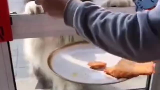 Funniest Animal | Animals Awe Funny Dogs 😂 #shorts 2021 Funny Animals