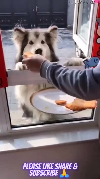 Funniest Animal | Animals Awe Funny Dogs 😂 #shorts 2021 Funny Animals