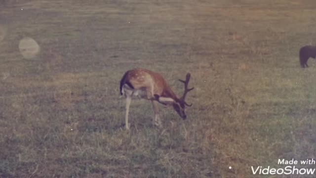 A lion chasing a zebra and a deer. See what happened