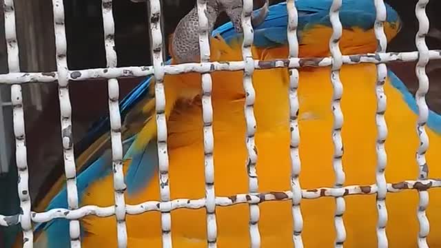 A Parrot In Captive Caged In A Zoo0