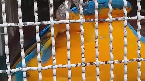 A Parrot In Captive Caged In A Zoo0