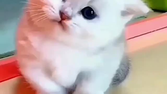 Cute cats