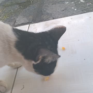 THE STREET CAT CAME AND STAYED AT MY HOUSE - ATE CORN AND BECAME CHICKEN AND I CALLED TÍ TÍ TÍ-7