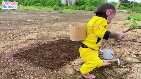 Farmer BiBi picks watermelon to make ice cream