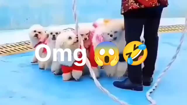 Funny cats and Dogs video