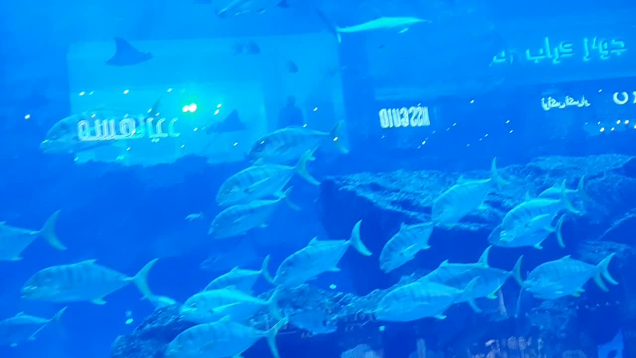 Fishes