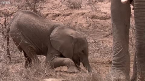 Elephant Mother Faces Horrible Decision | Africa | BBC Earth