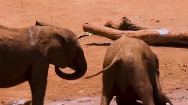 Elephants Wrestle in the mud