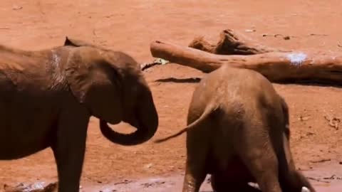 Elephants Wrestle in the mud