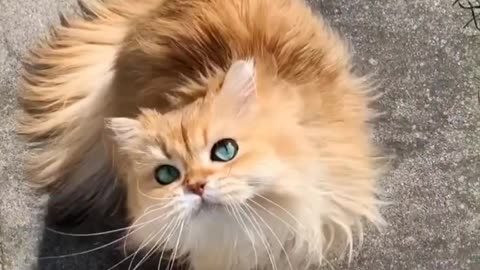 Baby Cat Cute and Funny Cat Short Videos