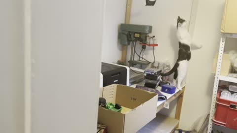 Funny Cat looking for Stuff xD